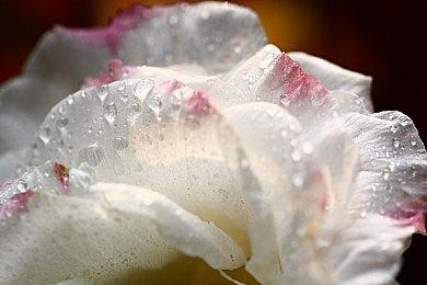 解谜游戏《Hogtie》Steam页面上线 支持简体中文